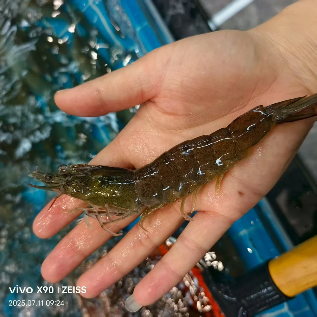 鲜活大海虾【老笨海鲜】到家保鲜不保活500G