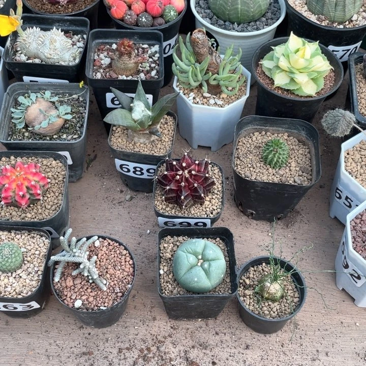 8888实生海鲜仙人球