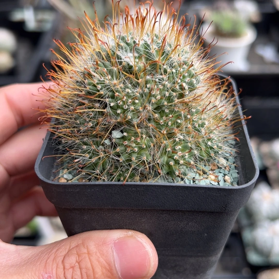 金刺纳瓦霍 侧芽繁殖 脱土发货