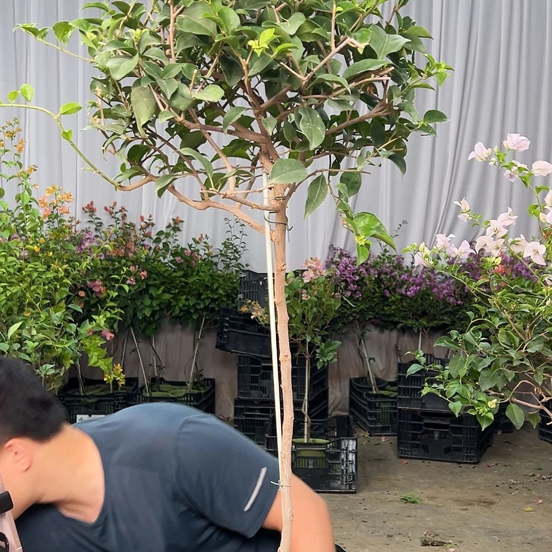 随***缘当前无花栽培后可以开花B65苹果花