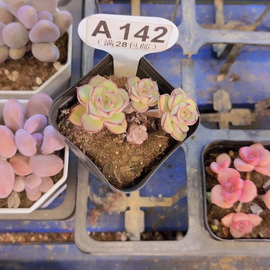 A142灰姑娘一物一拍