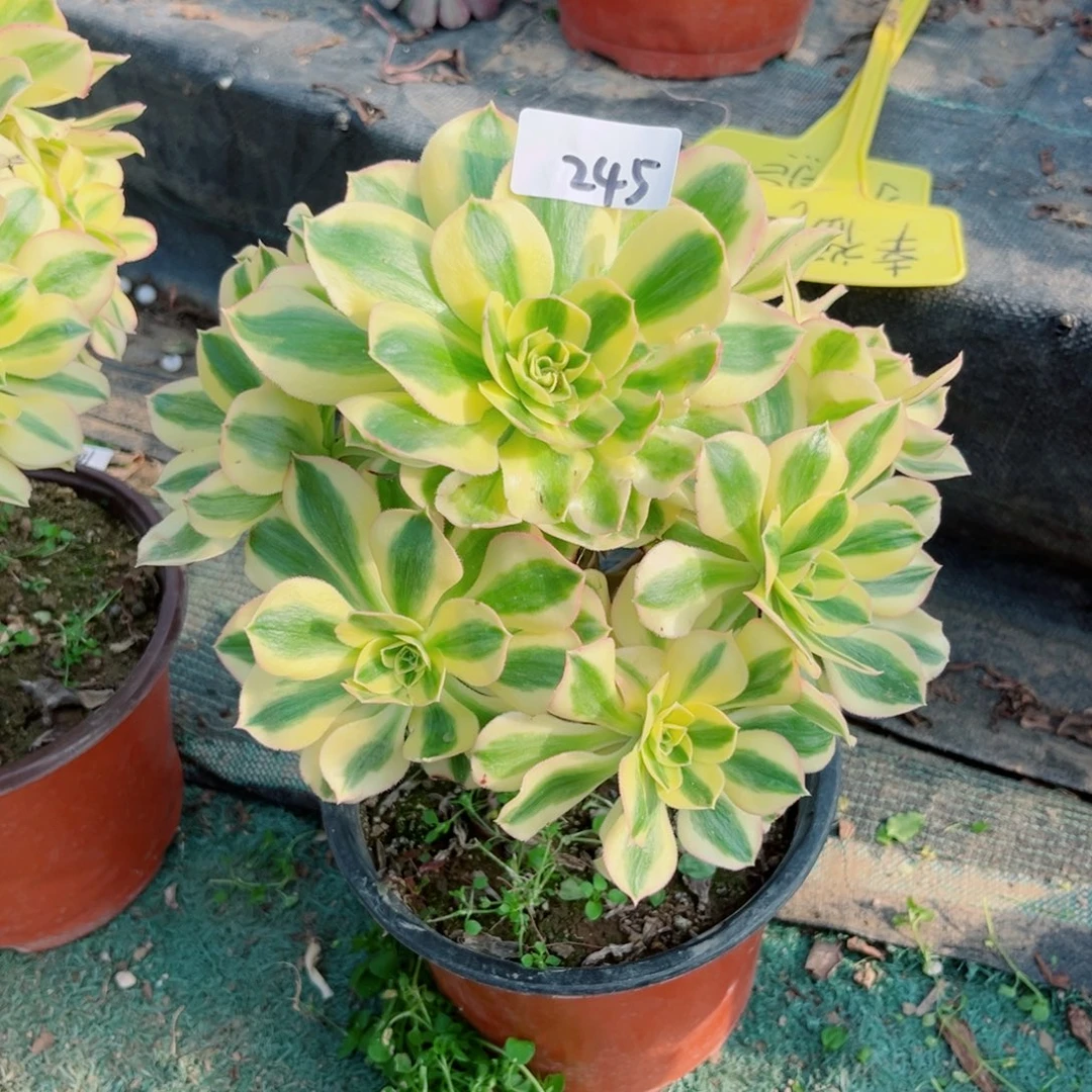245绿魄法师多肉植物
