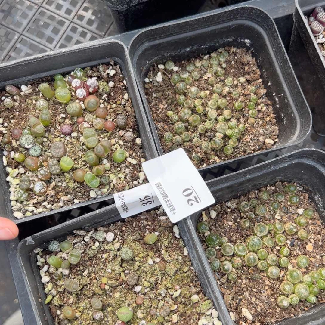 【闪购商品】20 年终福利