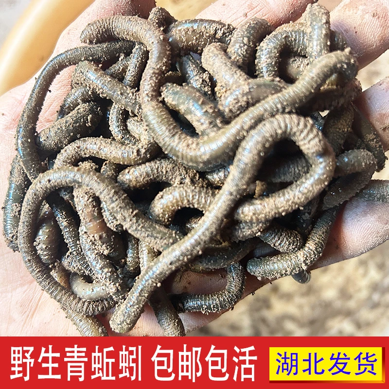 鲜活青蚯蚓黑蚯蚓钓鱼黄鳝下地笼活饵鱼饵特臭黑坑松土黄辣丁鲶鱼