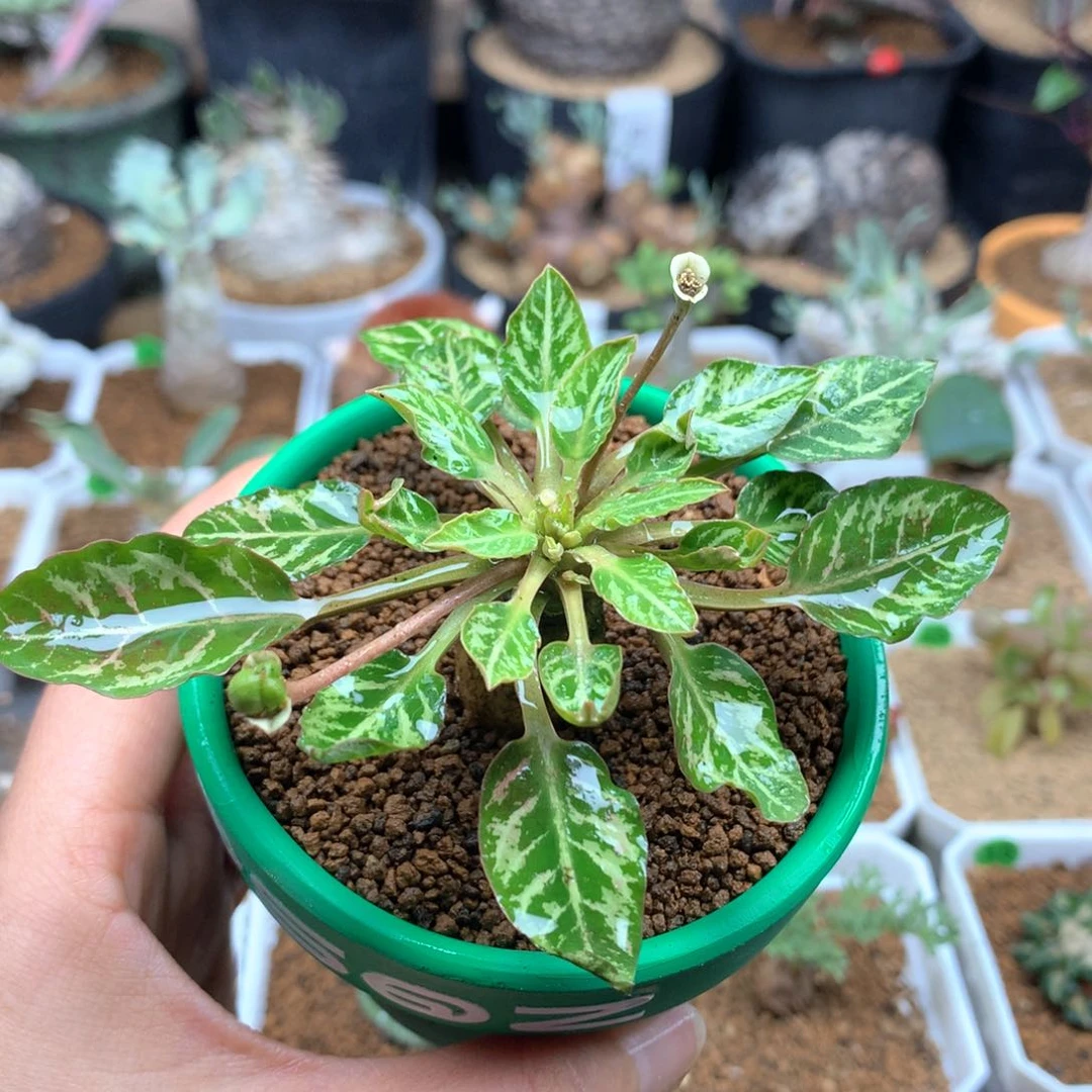 妙*佳鱼骨大戟多肉带盆