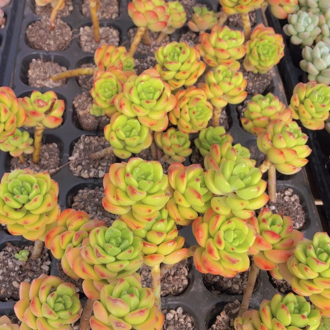 21号 开播福利韩版柠檬宝石带腿2个