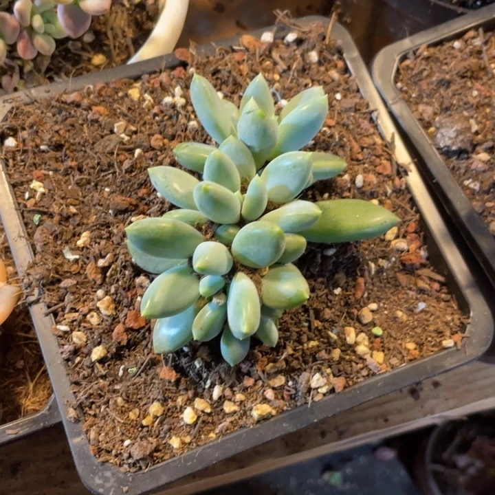 853 满20包邮脱土发货