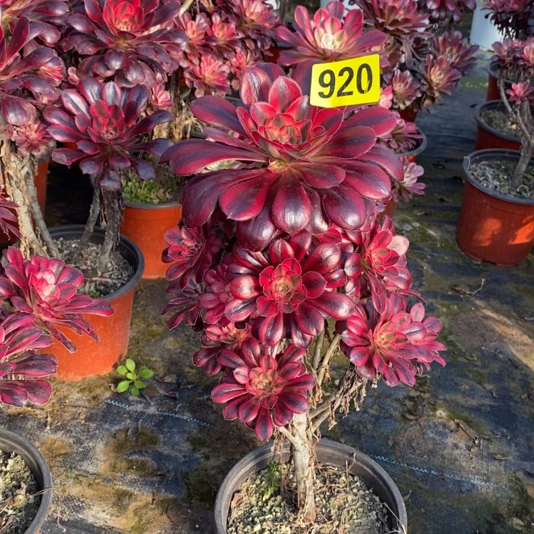 浅*香奈多肉法师920