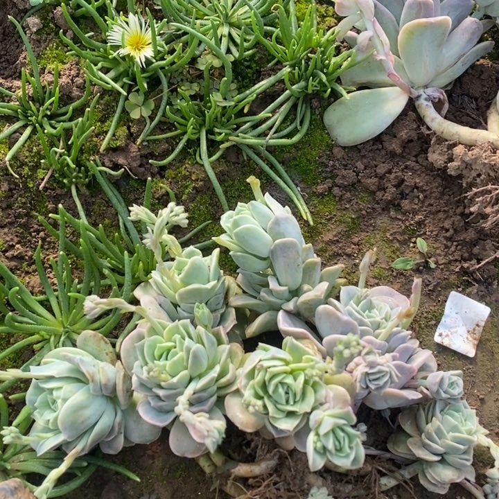 8-0009可爱玫瑰6个一组多肉