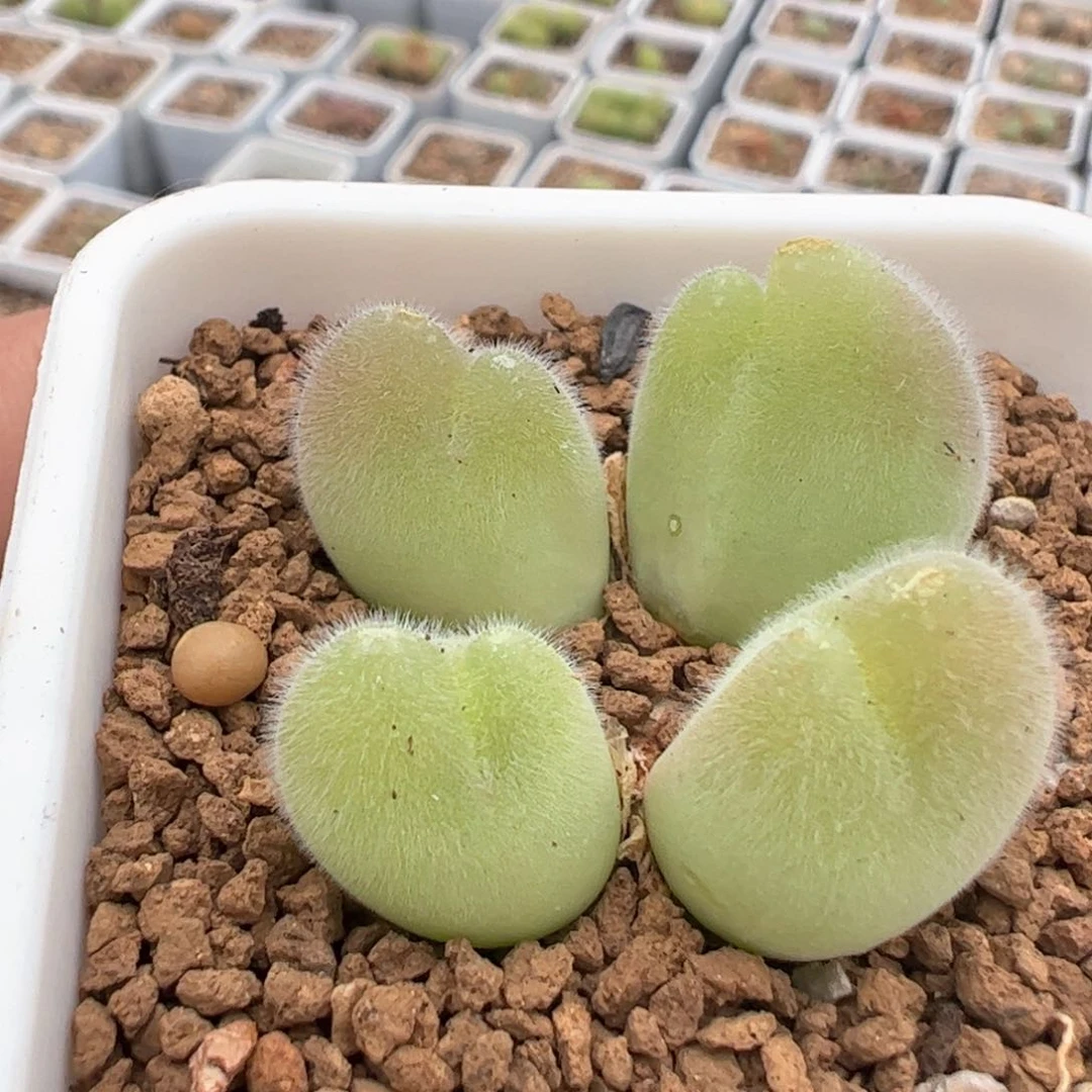 152多肉植物百科