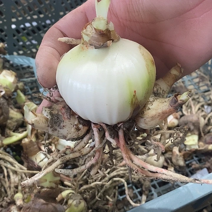 大吉祥颂歌朱顶红6.8