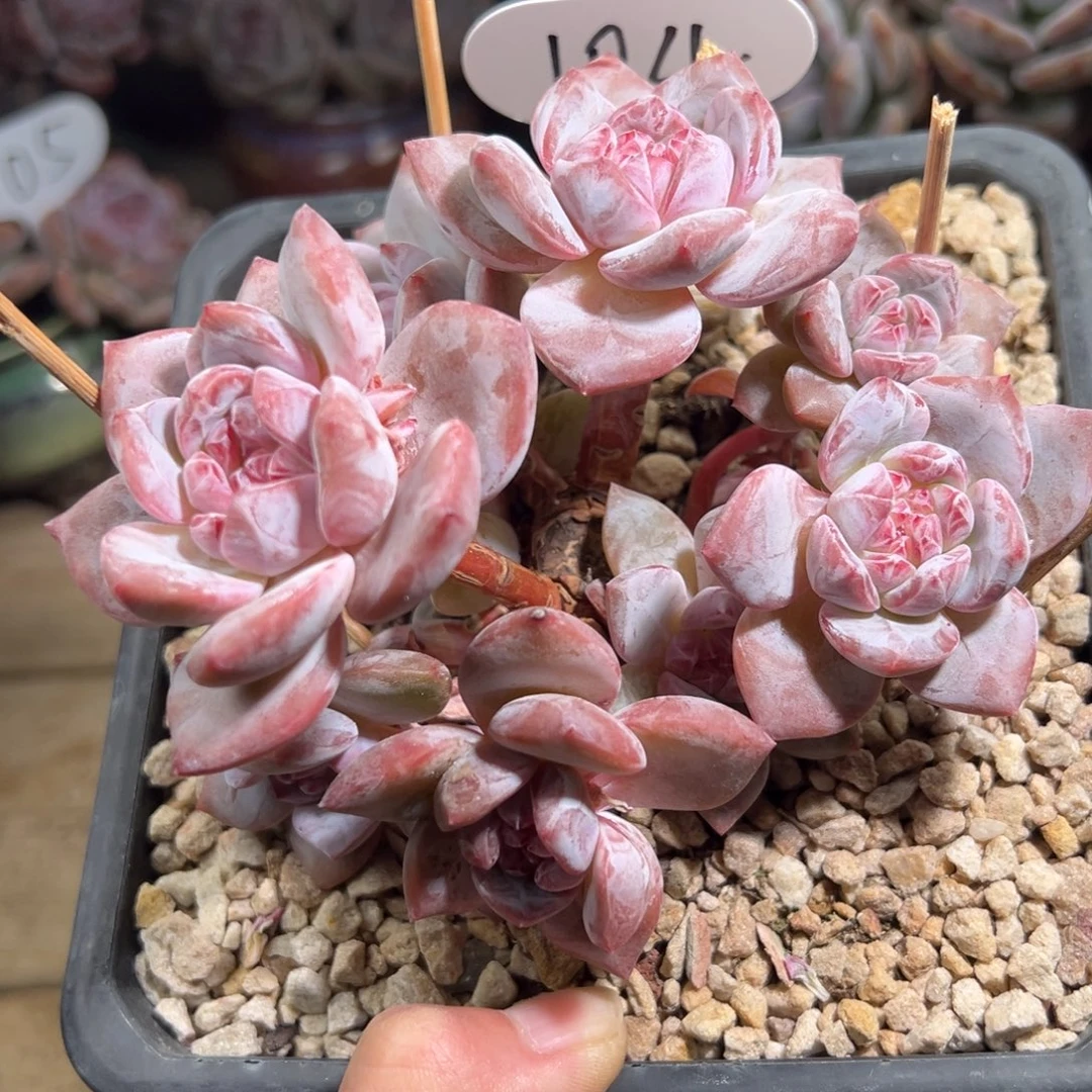 八头粉紫小脸多头104号