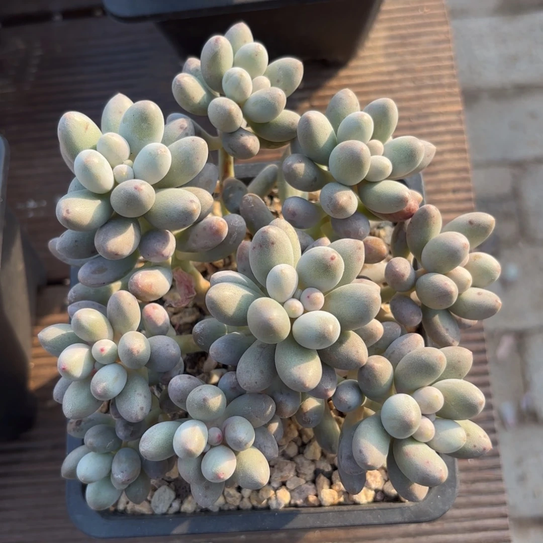 无花朵桃花奶潜力股