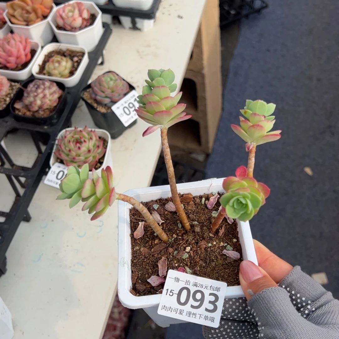 圆叶薄化妆多肉多肉多肉多肉多肉