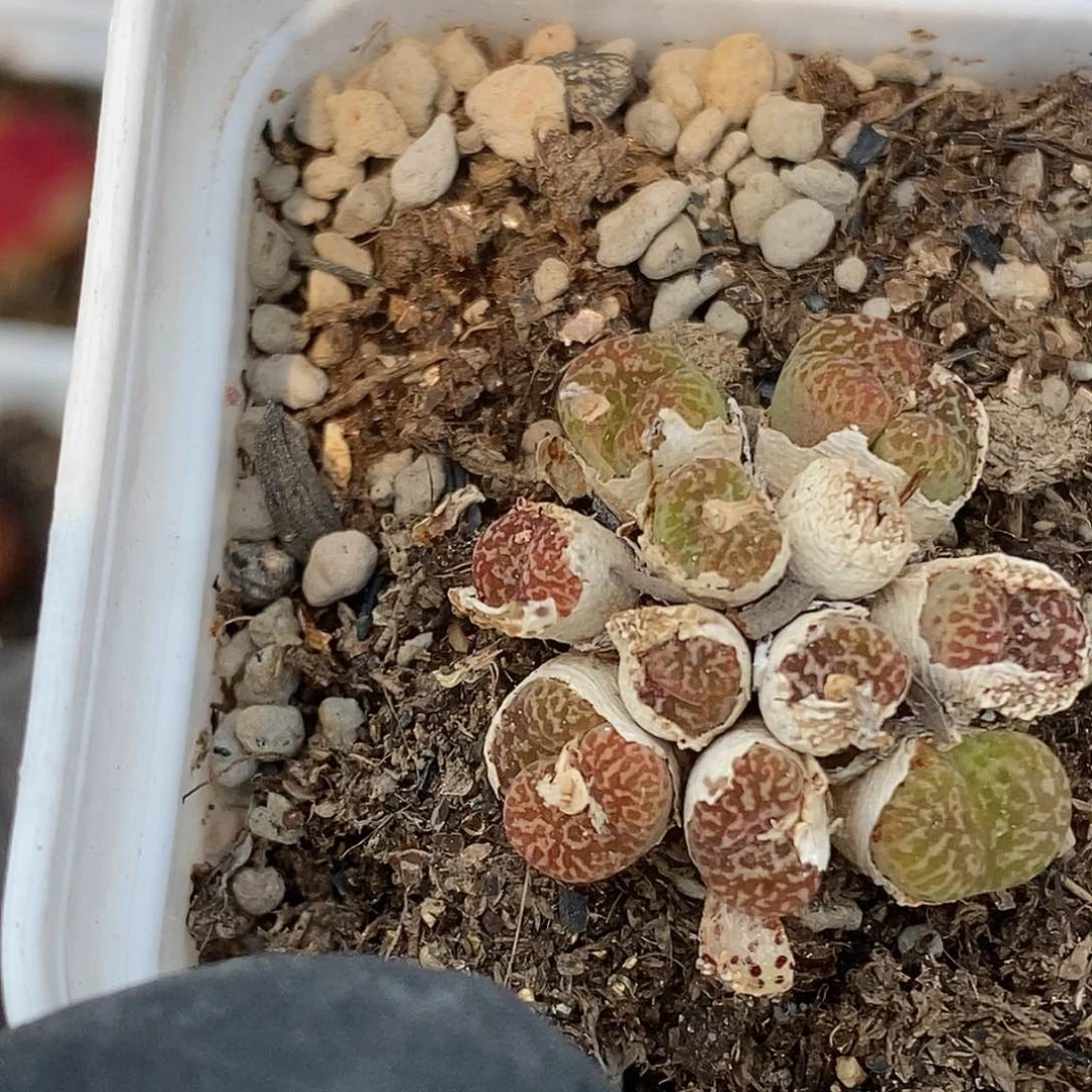 桃喜花园0529-1鸟哈尼