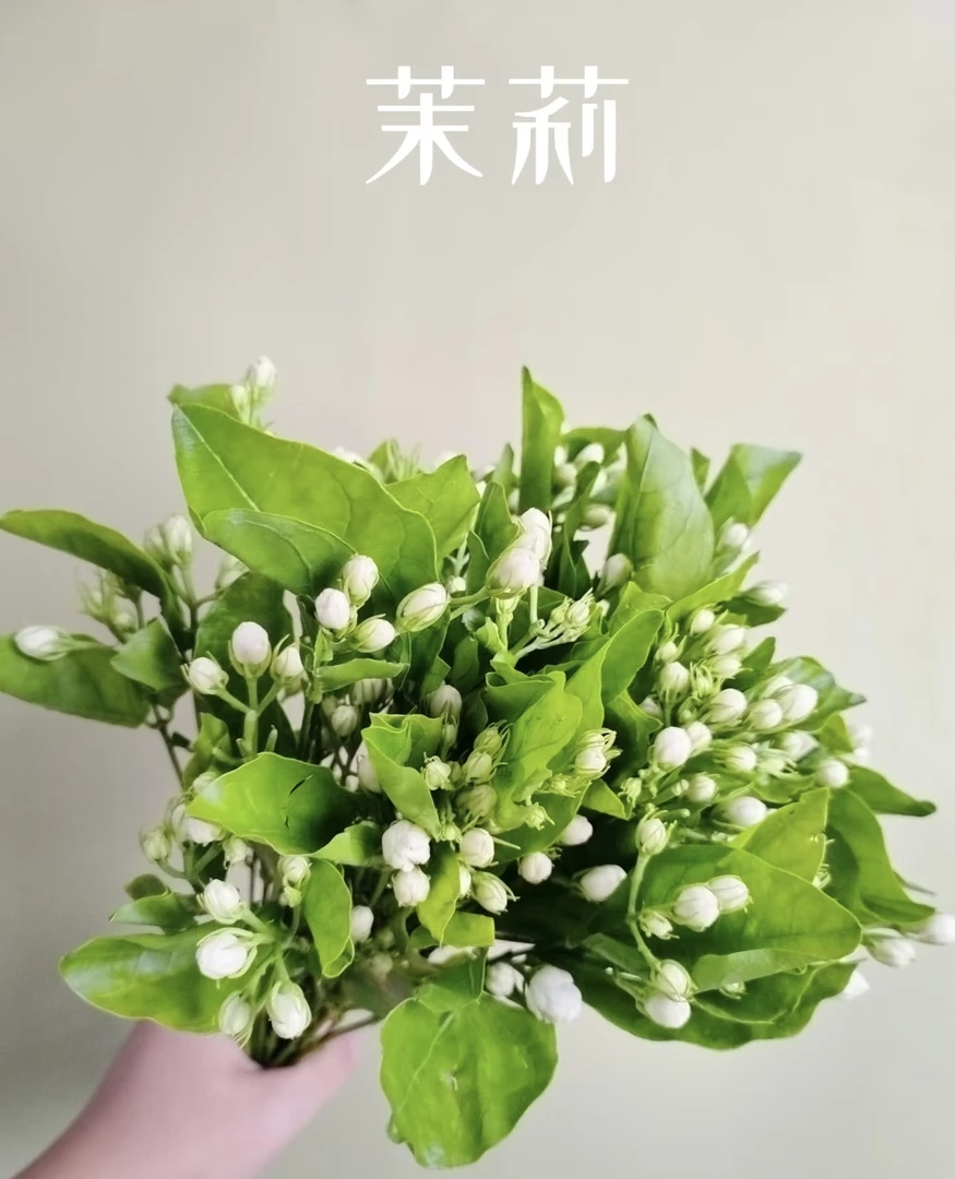 【茉莉花  1扎】任意2单鲜花升级顺丰冷链/德邦空运包邮