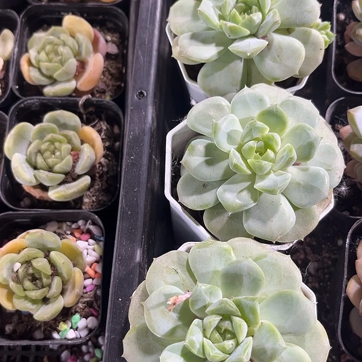 八角盆粉韵带盆土发