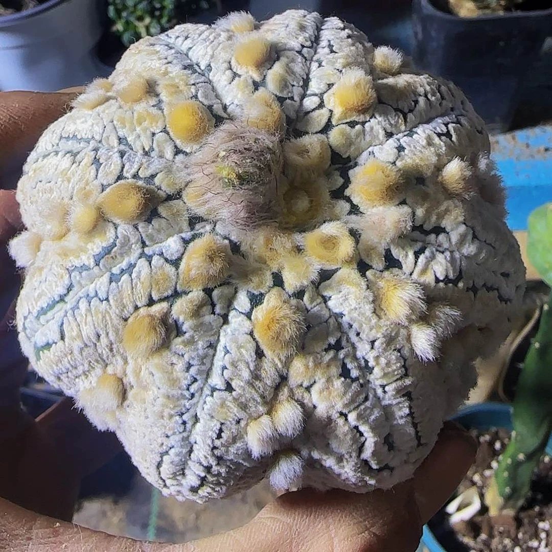海星奇迹兜621仙人球