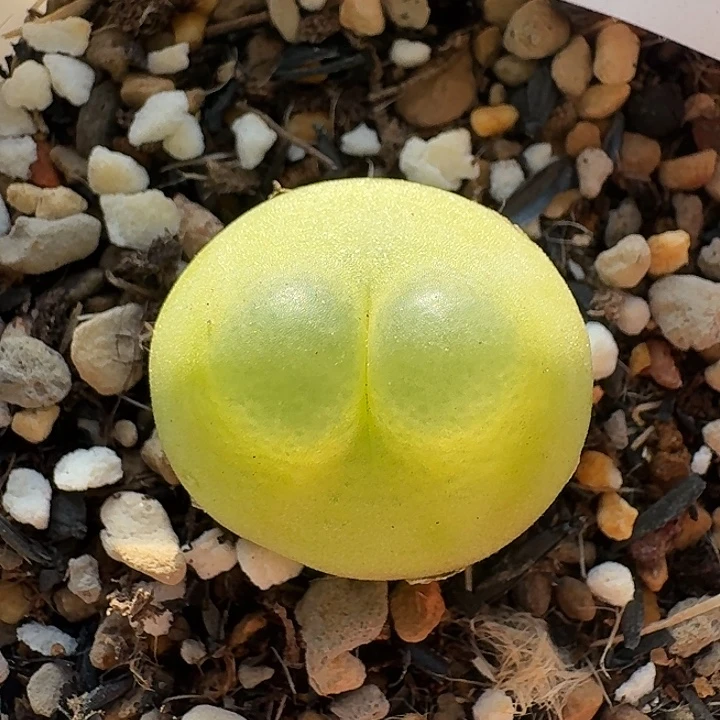 120 紫皮拉登2厘米。