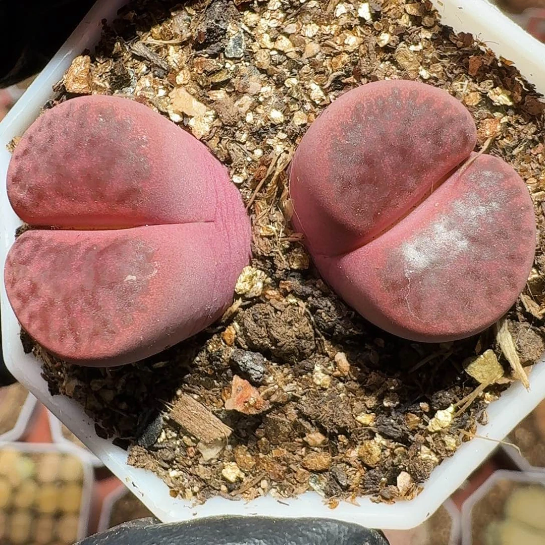 生石花等1111111。  205