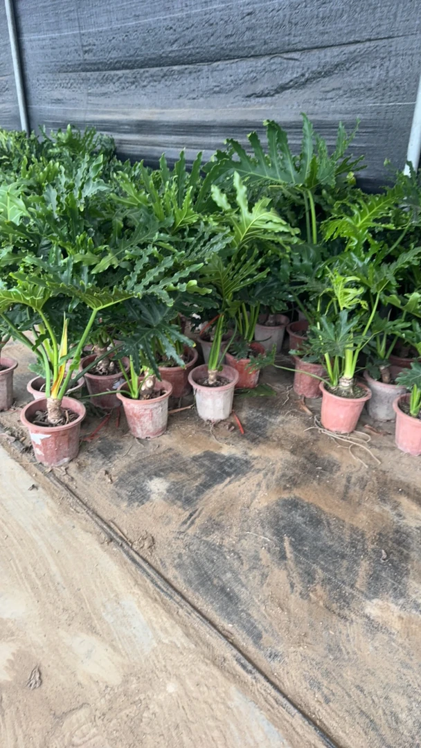 春羽绿植盆栽室内室外净化空气吸甲醛