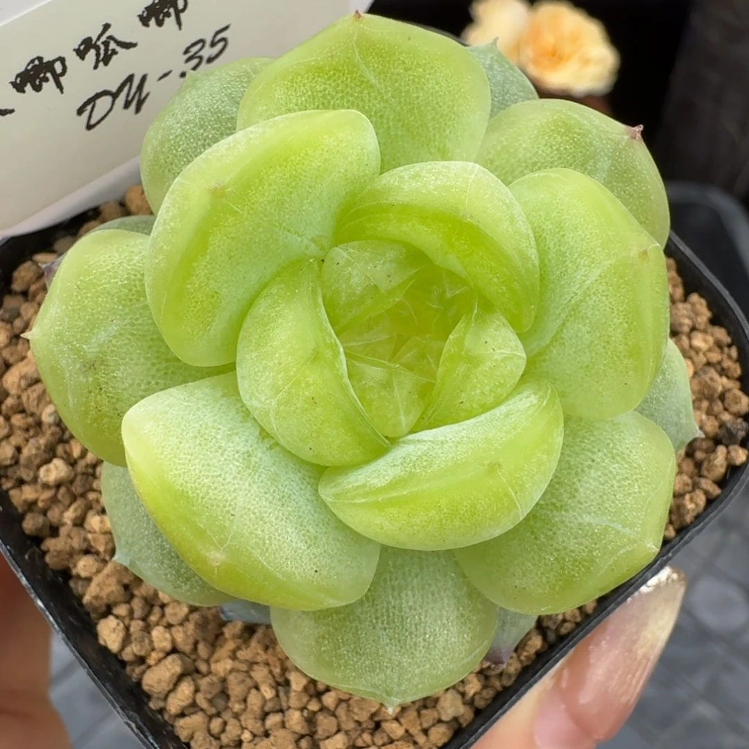 0531-35-追月单头一颗