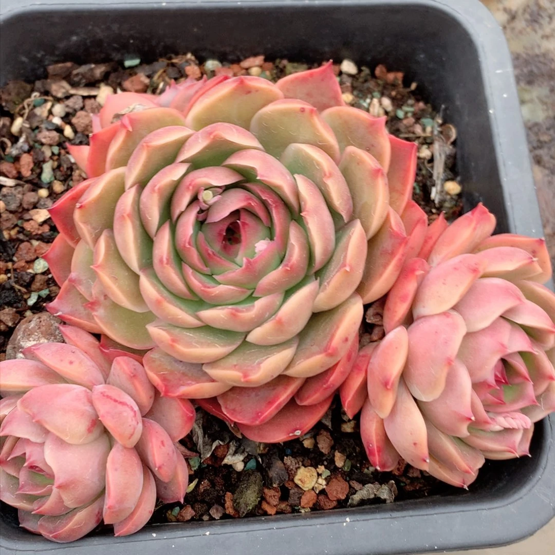 8478杂交多肉植物基地