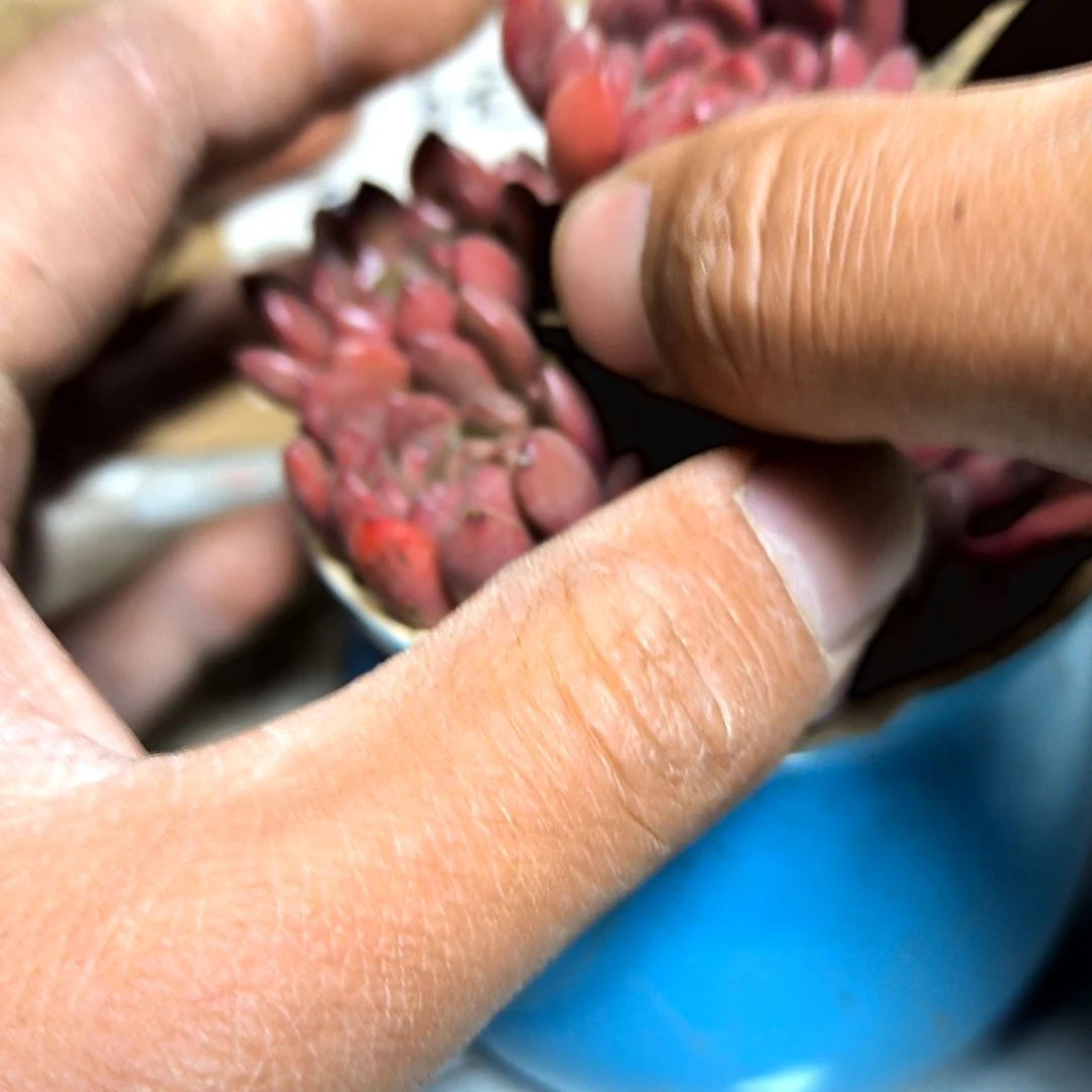 满6元包邮，#红宝石单头