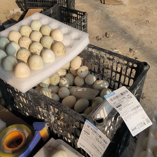 邢***包装中国大陆1500g鸭蛋