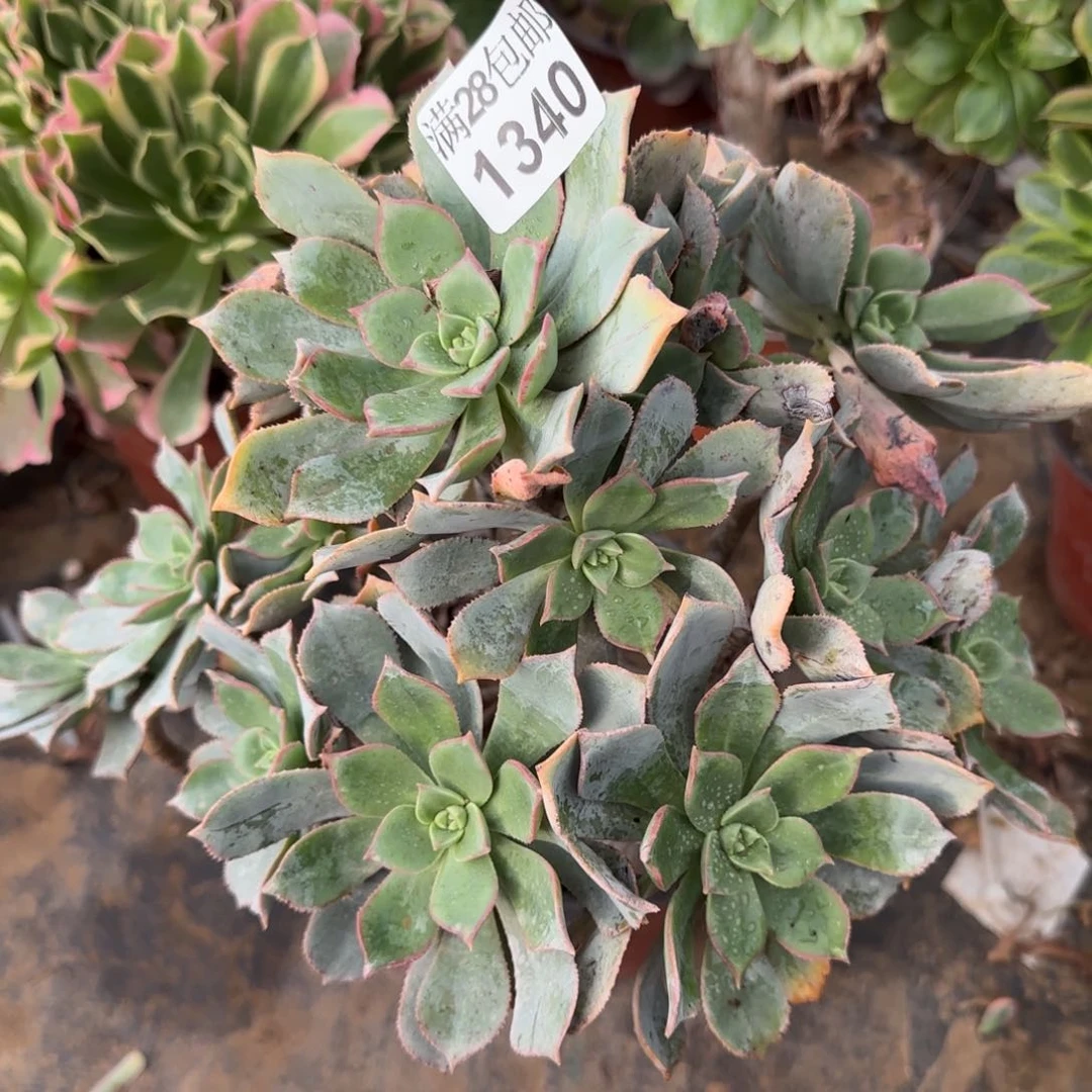 粉仙桃多肉1340满28包邮断枝不包