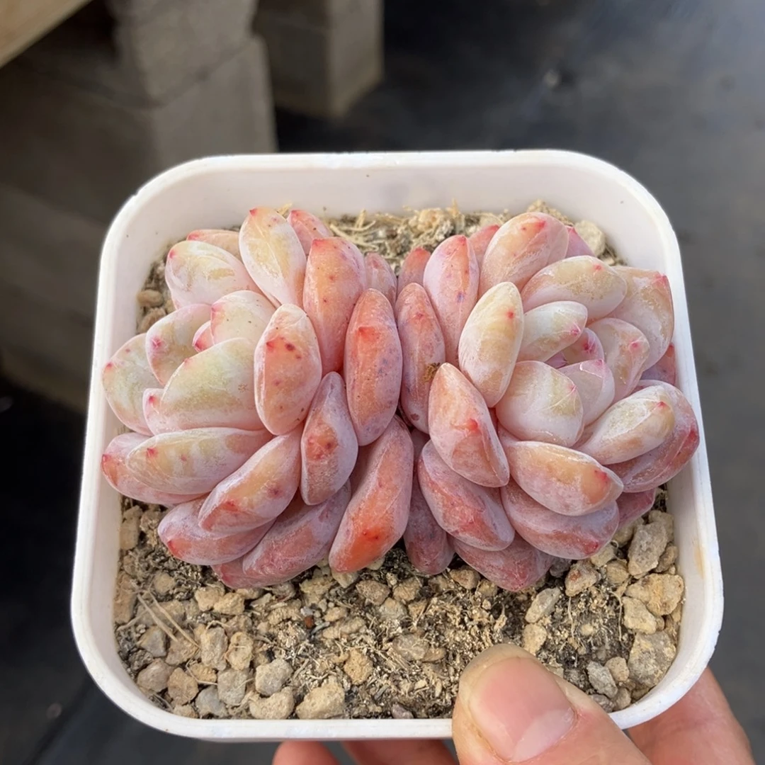 韩橙特价 一物一拍不支持退换