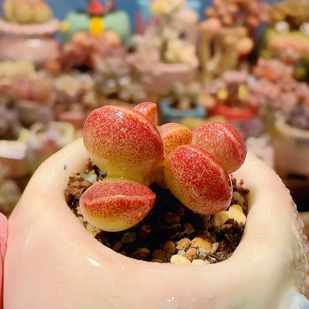 T厚叶红书提盆口2.5cm