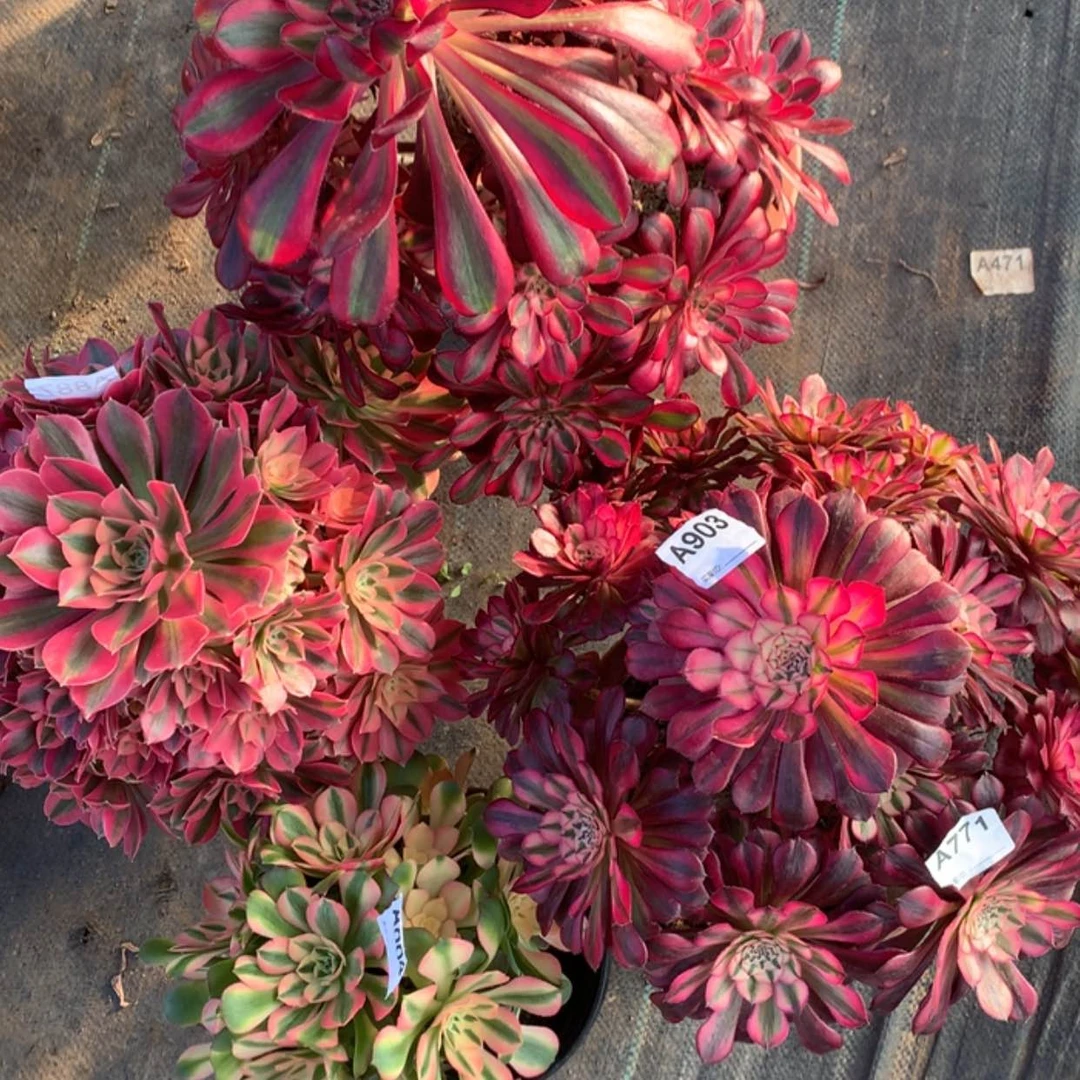 【闪购商品】903香奈儿，粉女巫，红铜，香妃