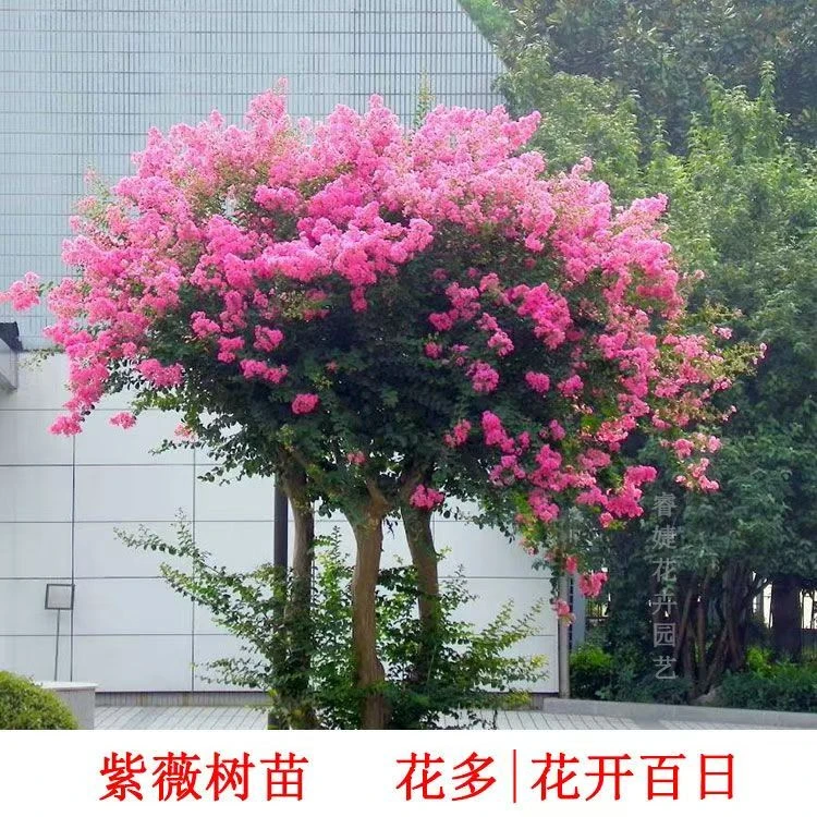 庭院紫薇红火箭花苗耐寒耐热多色百日红花树室外植物