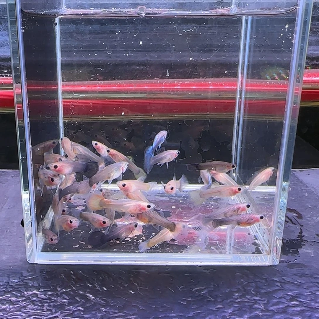 孔雀鱼练手蓝礼服20条