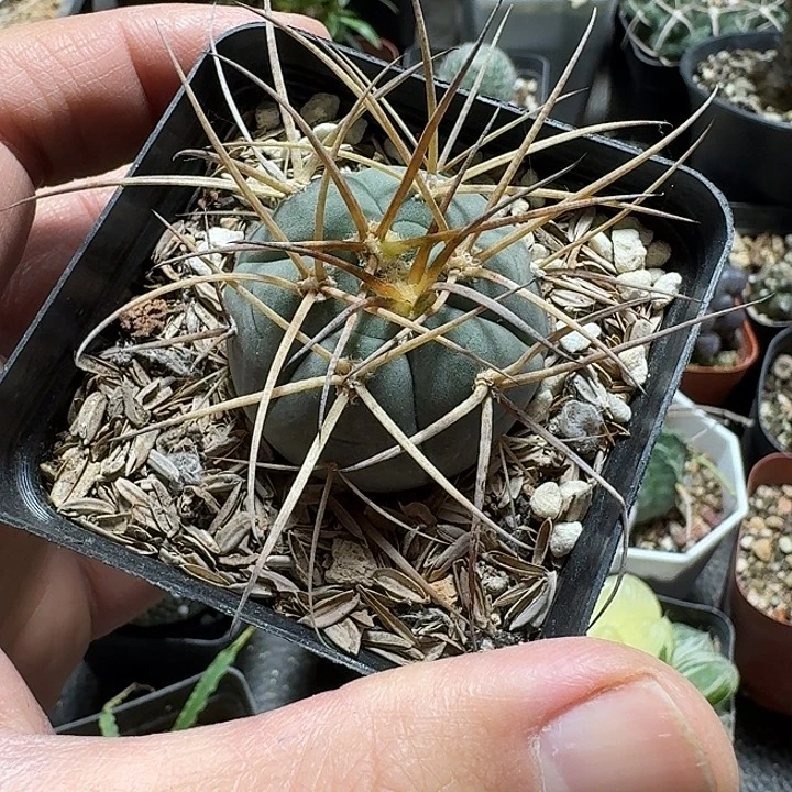 811光琳玉脱土发货