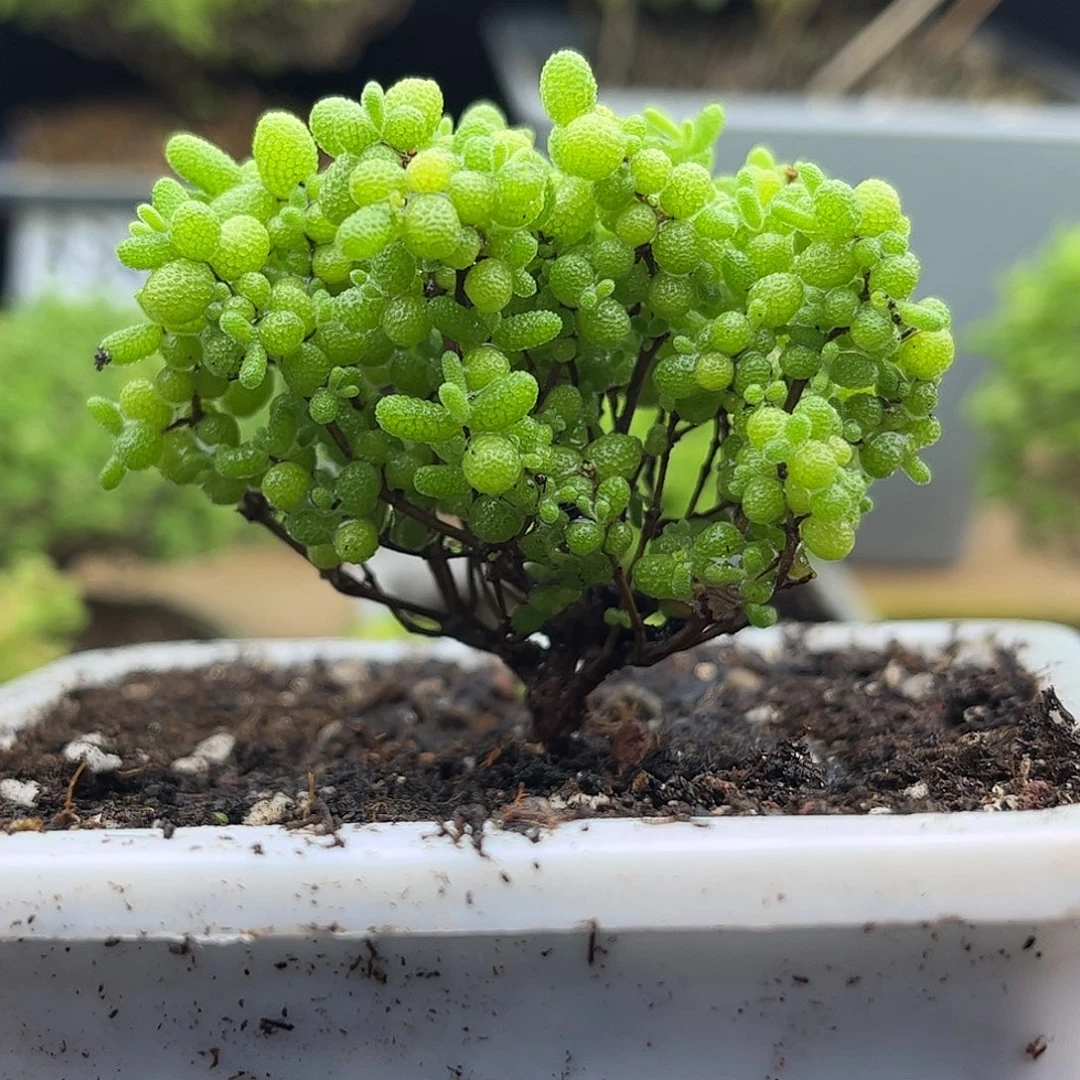 41蜜桔糖球优选枝干