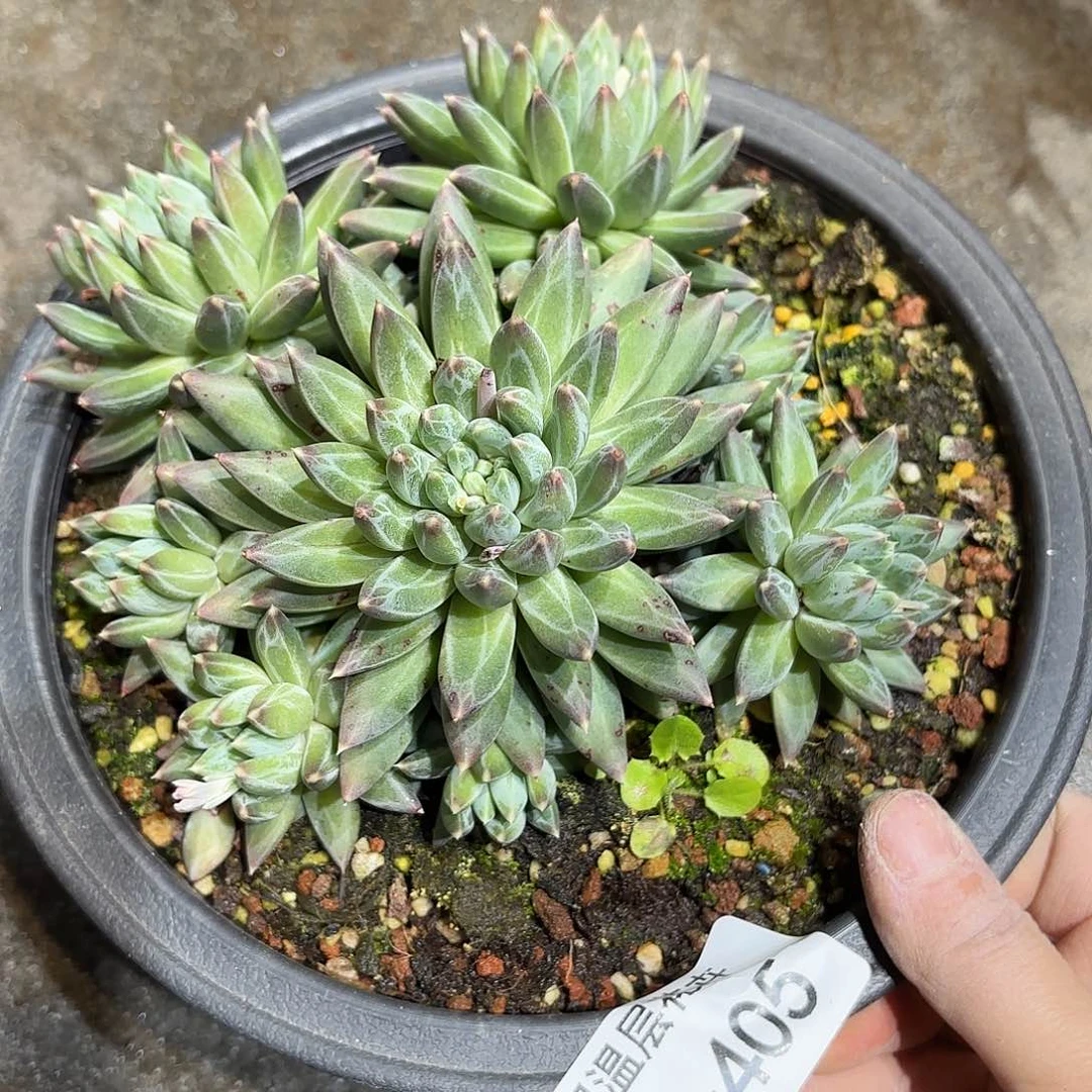 同温层多肉流星雨405