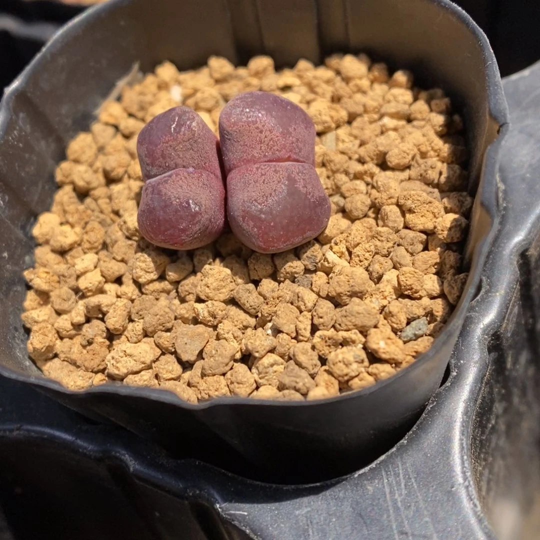多肉植物肉锥杂交K-3326 勋章杂