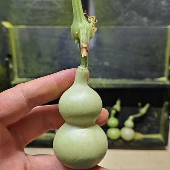 麦***多天津嘴儿咕噜咕噜