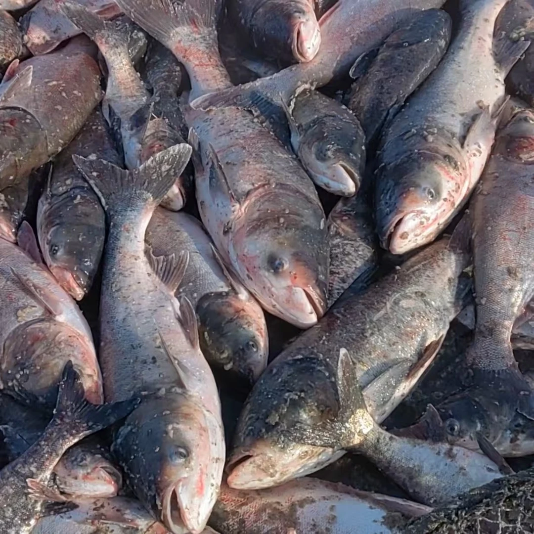 东北冷水胖头鱼（8-50斤）