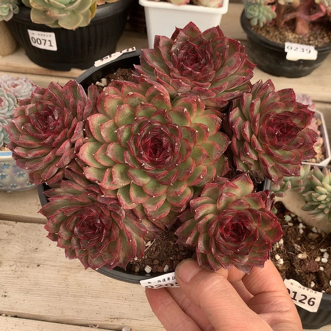 205黑玫瑰多肉20厘米