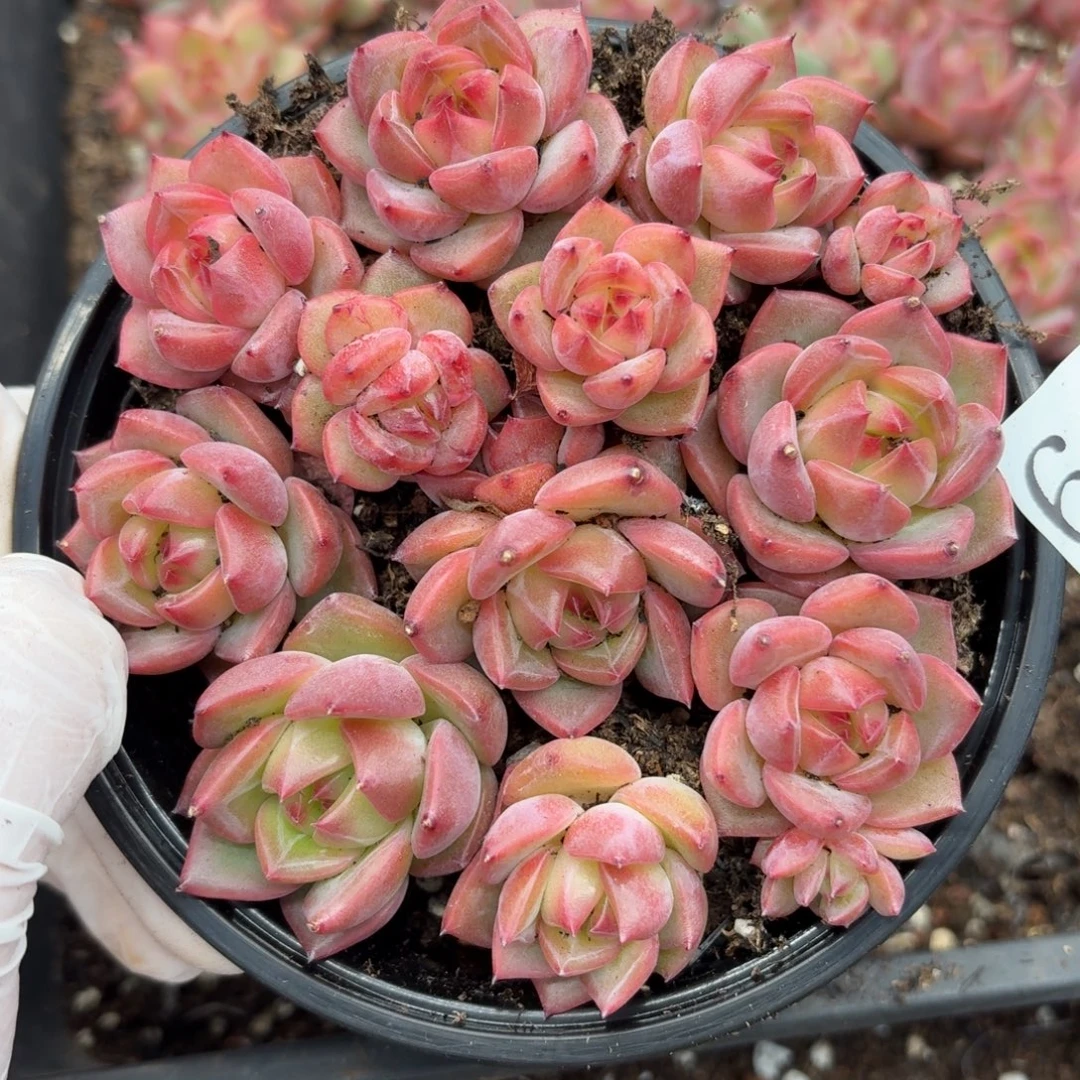 多肉植物多肉植物614