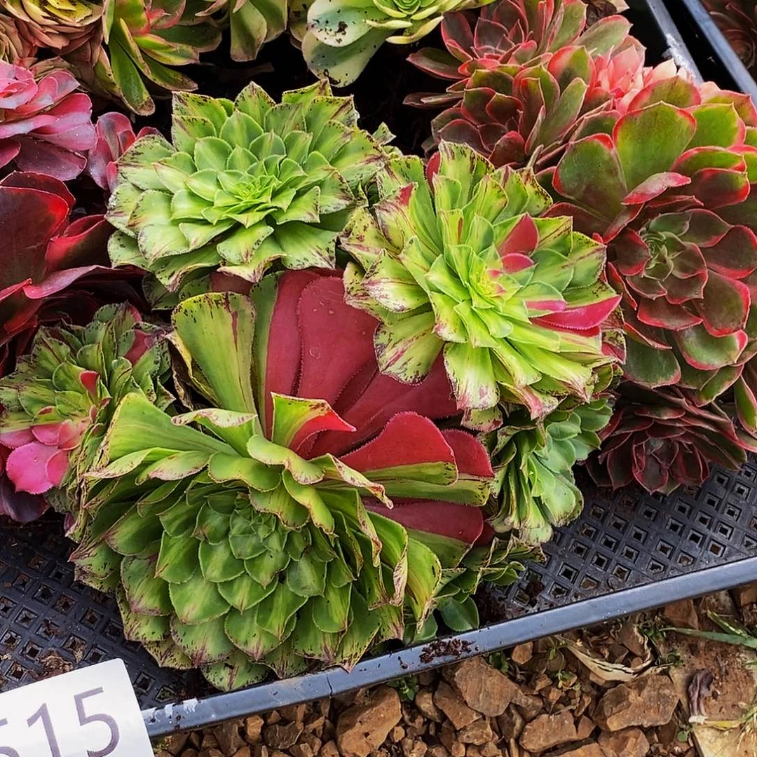 上古园艺多肉植物515