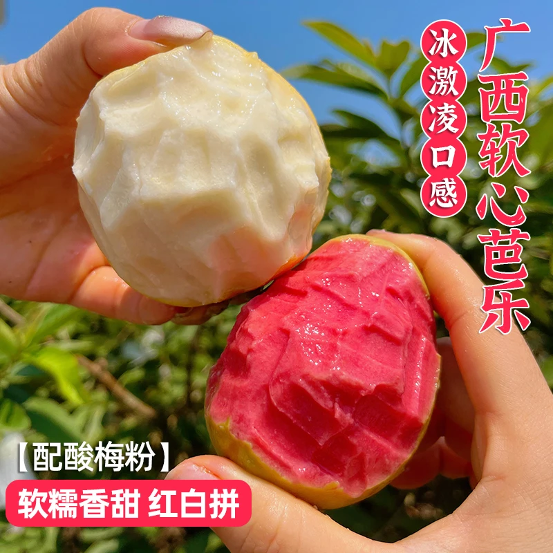 纯香果软心红白心芭乐1斤/3斤/5斤番石榴芭乐树上熟新鲜水果普邮