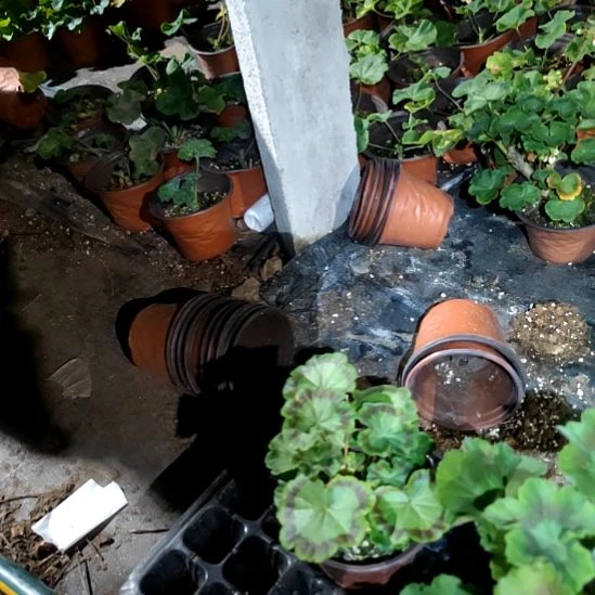 无花朵湖泊小苗一颗