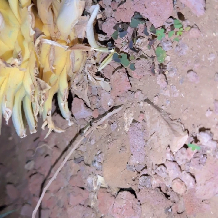 碟***迪块根植物块根植物