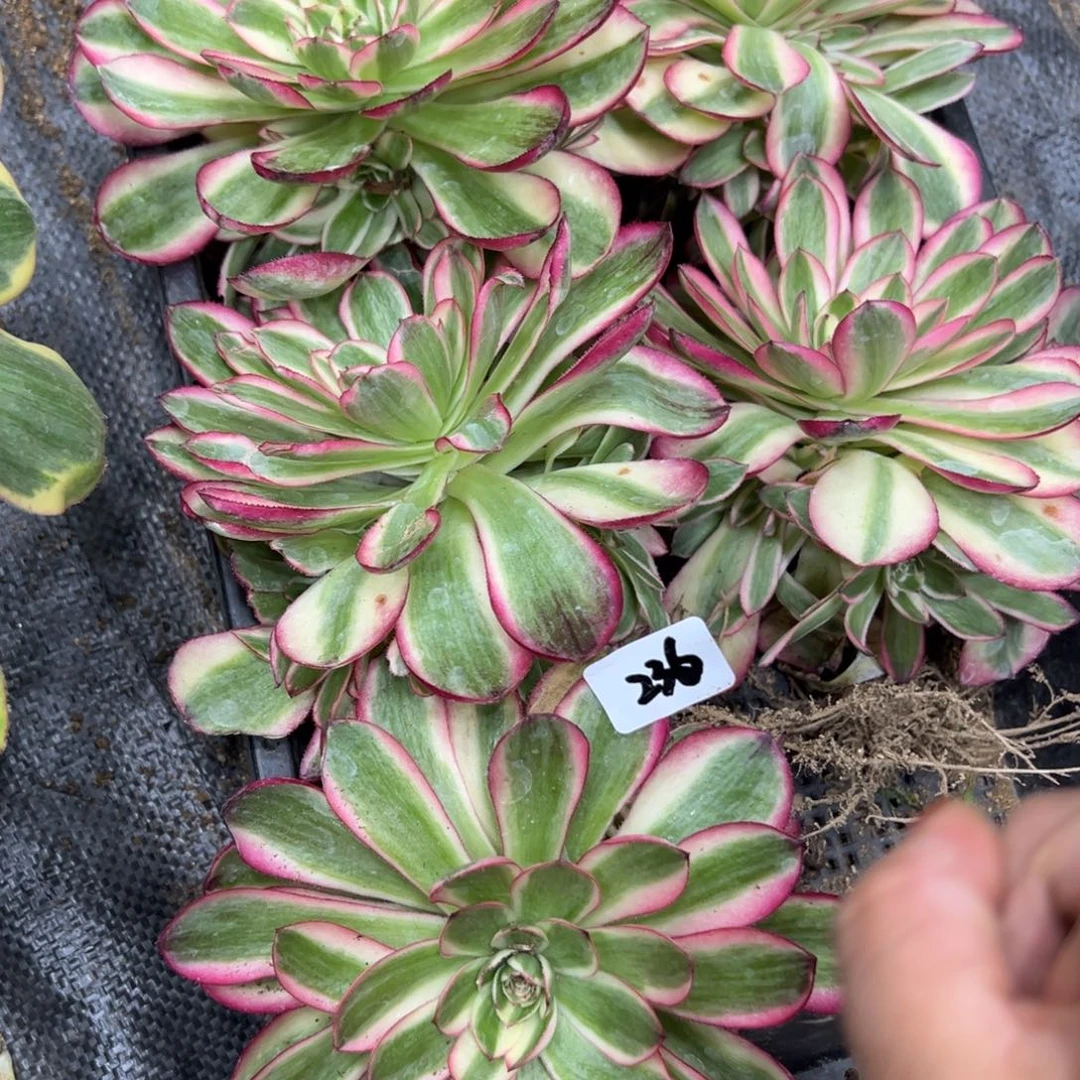 236倾城多肉一颗 20