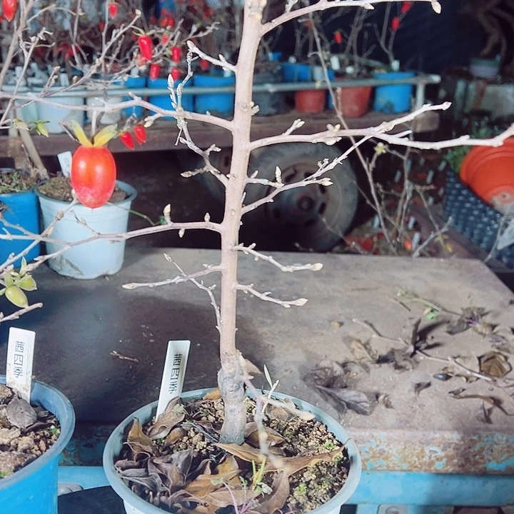 法***老无花朵哈哈哈哈哈哈