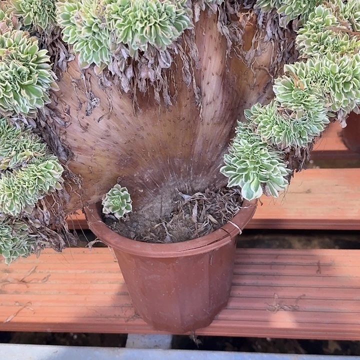 白凤缀化多肉植物442